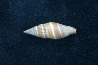 藏品(黑筆螺)的圖片